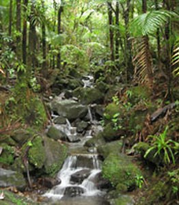 what is biodiversity