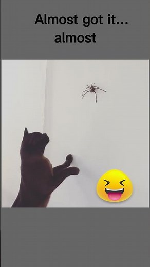 Funny Cat vs Spider 🕷️ Cat Jumps & Tries to Catch Spider!