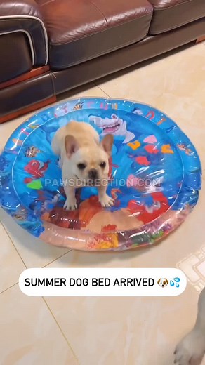 43K views · 19K reactions | Keep your dog refreshed 殺 | Frenchies Community | Facebook