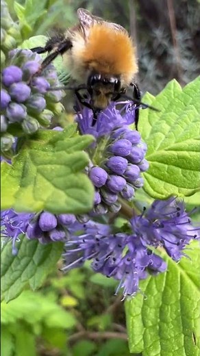 Hummeln sammeln Nektar in Eggersdorf bei Brandenburg