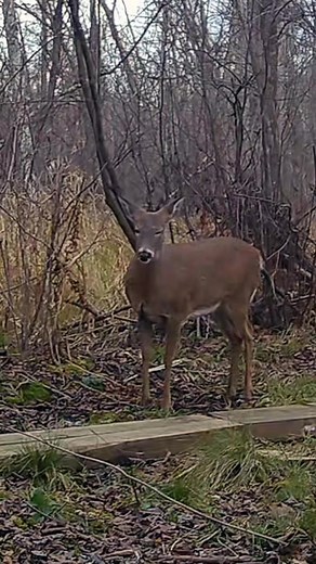 Majestic Deer in Natural Autumn Habitat