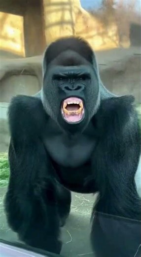 Guy messes with gorilla and regrets it #funny #likes #viral #fyp #shorts #zoo #animals #subscribe