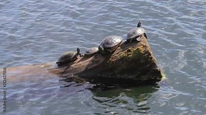 turtle group sunning on a log
