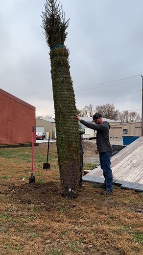 🌲🌲The tree for the Downtown Christmas Tree Lighting Ceremony is in place! Make sure to join us THIS Saturday for all for fun! Check out our event page for more info! | Mound City Downtown Restoration and Revitalization