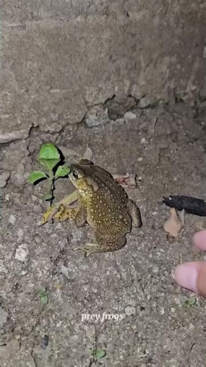 Funny frogs Catching |Wep wep catching frogsfunny |boing catch frogs make you laugh #shortsfeed