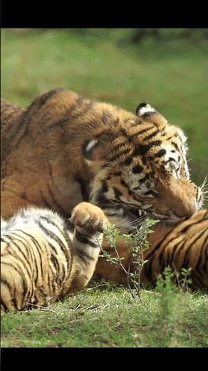 Intense Tiger Mother Protects Her Cub During a Fierce Kill - Emotional Wildlife Encounter