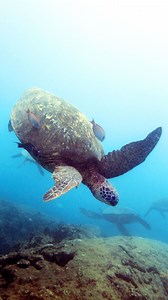 Traditional Asian Medicine, sometimes known as TAM or TCM, can include using many different animal species, from their skin and body parts to their organs and bones. It's estimated that over: - 20,000 bears - 5,000 tigers - 8,000 lions - hundreds of thousands of seahorses - millions of turtles are being bred on farms to fuel the traditional medicine industry. And yet, only about 13% of Traditional Chinese Medicine is actually derived from animals, meaning that most medicines contain plants and h