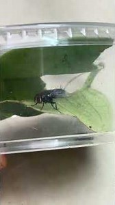 Tachinid parasitoid fly recently emerged from a caterpillar