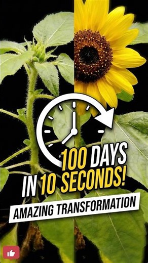 The Most SATISFYING Flower Time-Lapse 🌻