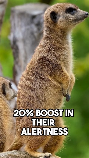 3.1K views · 18 reactions | How to boost your productivity and alertness with the NASA nap method Do you take short naps? #sleep #space #nasa #naps #Astronaut | Hackyourhealthnow | Facebook