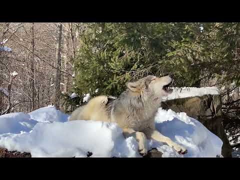 Gray Wolf Howls Beautifully in the Snow