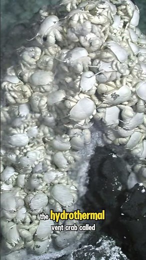 These Crabs Live Next to Underwater Volcanoes 😳