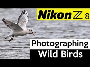 Photographing wild birds with the Nikon Z8