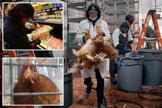 Bird flu forced 30M chickens to be culled across nine states so far this year