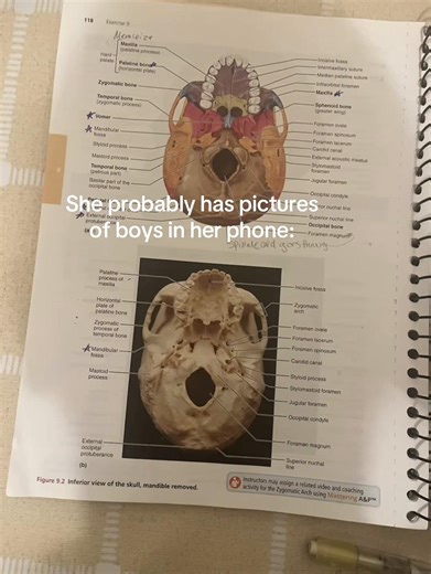Understanding Human Anatomy Through Visuals