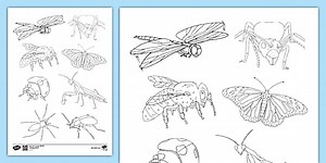 Colouring Page of Insects