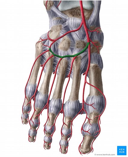 Arcuate artery of the foot