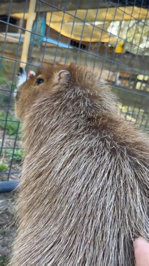 The surprising texture of capybara fur explained