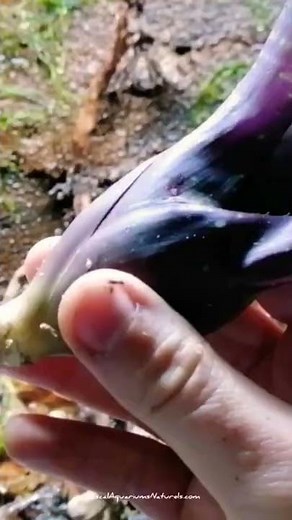 tuto mur Végétal terrarium BTS tropical (mousse etc) - PinkTropical.fr - Pascal Aquariums Naturels