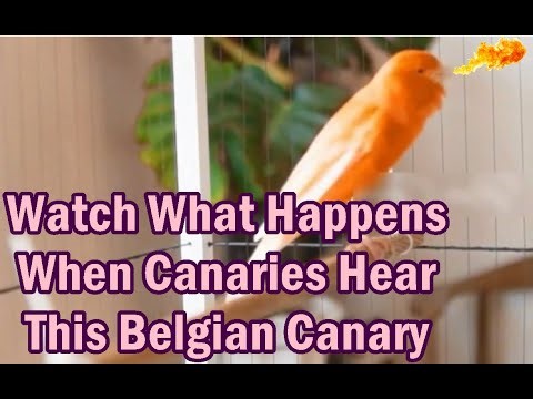 Watch What Happens When Canaries Hear This Belgian Canary