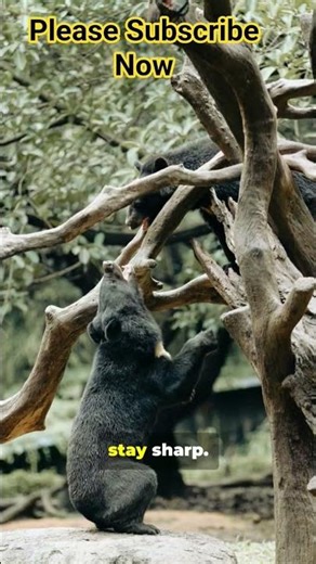 5 Sun Bear Facts You’ll Love