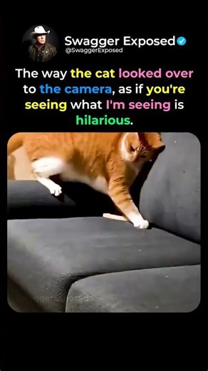 When Your Cat Brings a Mouse To The The Other Cat😂🐱