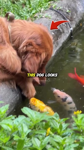 Why Do Dogs Let Fish Nibble Them?