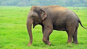 Second elephant census begins in Keonjhar, OUAT students take part in headcount process