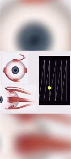 Alex | PREPA PHYSIQUE & FORMATEUR BPJEPS, CQP IF on Instagram: "🟡 Ton cerveau adore cet exercice simple Si ton esprit s’éparpille vite 🧠💭, ce n’est pas un manque de volonté, c’est un manque de stimulation ciblée. Les mouvements oculaires aident ton cerveau à mieux trier l’information, à rester concentré plus longtemps et à mémoriser plus efficacement. 👉 Tu veux le protocole simple à faire partout ? Tape SNC et reçois le guide gratuit."