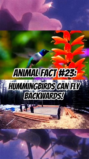 Animal Fact #23: Hummingbirds Can Fly Backwards!