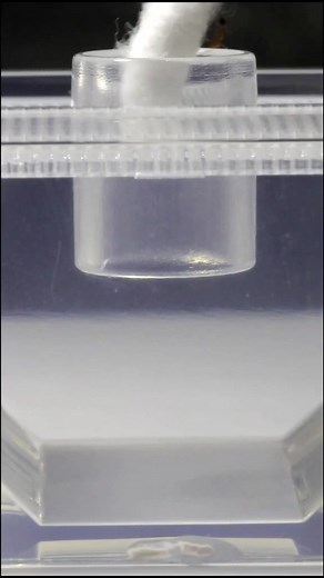 Observing an Individual Fire Ant in its Natural Habitat