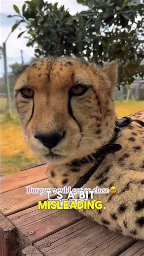 Why Cheetahs Don't Attack (But Could) #wildlife #bigcats #animalfacts