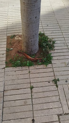 Magic Hand Lawn Mowing Test #mowing #tree #grass #magic | Man mowing 200