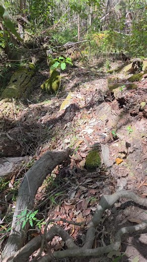 This beautiful Coastal carpet python found a good spot to hide after been released.... | I'll Catch It Snake Relocations
