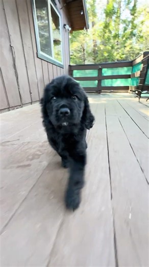 Blue Puppy - Lab Retriever Mix Puppies #labrador