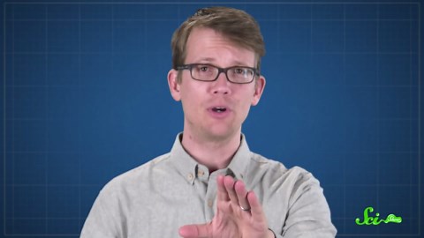 The strange life of a giant cell | The xenophyophore