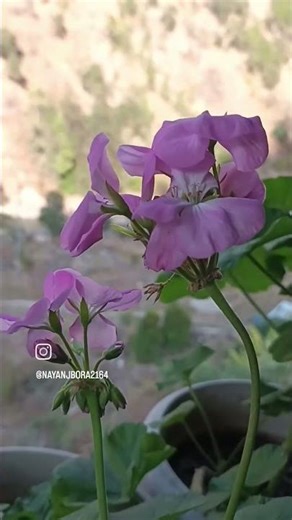 Galaxy A22 5G camera Quality Test