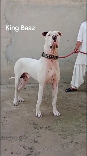 #bullykutta #pakistanibullykutta #doglover #dog