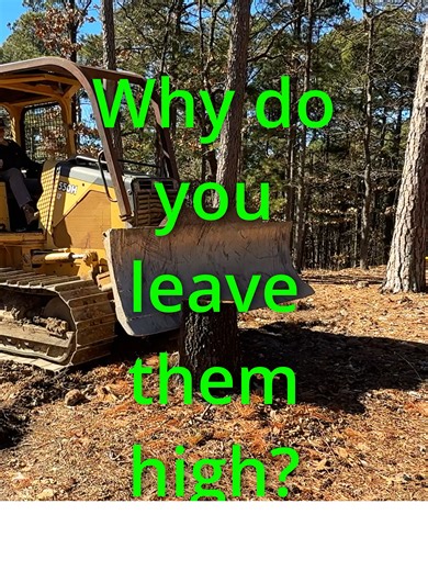 Understanding Low Stump Removal in Excavation