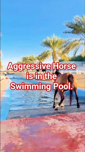 #AggressiveHorse...