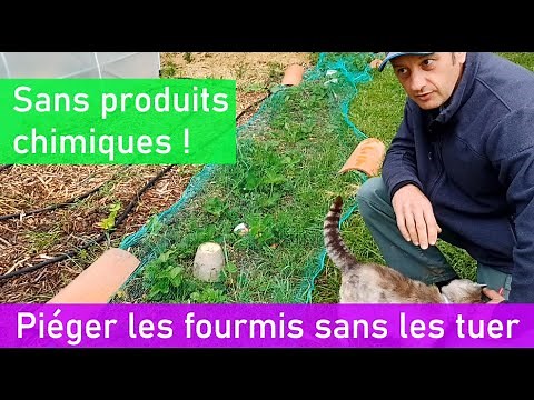 Fabriquer un Piège à Fourmis sans les Tuer !