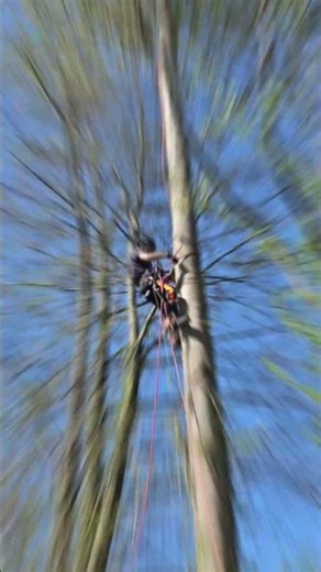 Peuplier baumier 25m