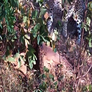 19K views · 137 reactions | The classic battle between newspaper and python. | Superiores Animal T-Shirt | Facebook