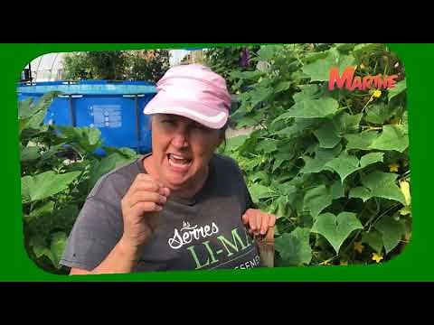 Comment avoir plus de concombres - capsule horticole 19 2020 - Marthe Laverdière