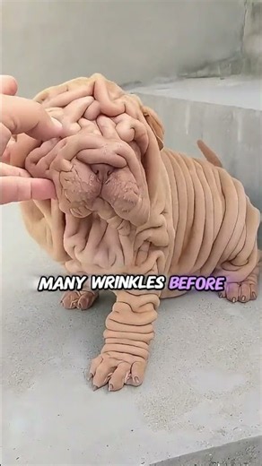 The Way This Dog Looked Stayed with Her
