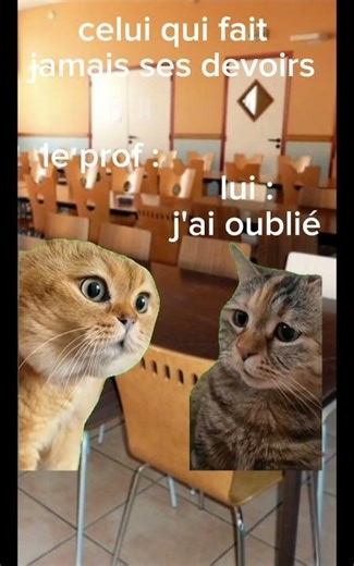 pov : les différents types de personnes au collège #chat #funny #cat