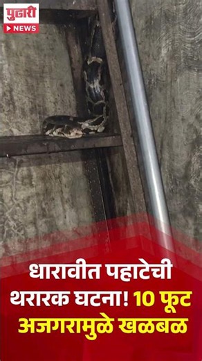 Dharavi Python | धारावीत पहाटेची थरारक घटना!, 10 फूट अजगरामुळे खळबळ