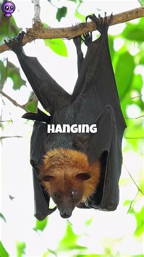 How Do Bats Poop While Hanging Upside Down?