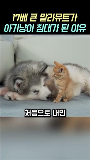 17배 큰 말라뮤트가 아기냥이 침대가 된 이유