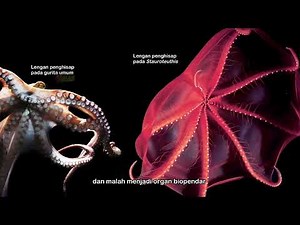 Gurita Bercahaya? - #HighlightMisteriLautan 28